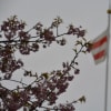 3月１８日（金）晴のち曇り、横浜税関から赤レンガ周辺見て撮り歩き。