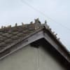 庭に来て遊ぶスズメたち