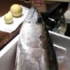 天然釣りマグロ食べ放題
