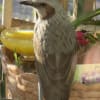2017新年の野鳥たち