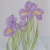 書き溜めた花の水彩色鉛筆画