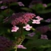 紫陽花２０１１