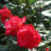 智光山公園 都市緑化植物園にて春バラを