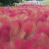 2016/10 森林公園の秋
