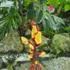 Flowers at Penang Hill