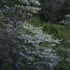 ５月２８日南高城・シロヤシオ（ゴヨウツツジ）・岳人の森・ヒメシャガ