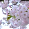 習志野の桜　4月12日