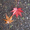 濡れ落ち葉（３）　wet fallen leaves  県立三木山森林公園　植物図鑑