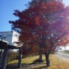 琴平スカイパークと野岳湖の紅葉
