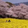 能古島の菜の花と桜のコラボ
