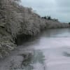東北・桜を求めて
