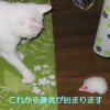 白猫のんちゃん　ネズミのチューちゃんと遊ぶ