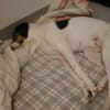 介助犬デモンストレーション犬のじん君の寝姿