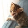 とんとんはうす「あらしねこ」1カ月の記録