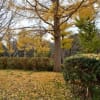 保土ヶ谷公園の銀杏並木