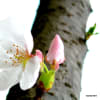 ２０１４年　桜の季節