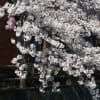 真間川沿いの桜　２０１９年４月３日