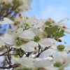 White flowers