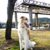 鴻池SAドッグラン