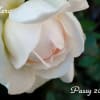 秋の薔薇 * 京成バラ園 * １ * ２０１１ *