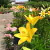 …その３は筥崎宮花庭園へ(6/20)