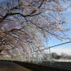 桜のトンネルが徐々に。。。楽しみです～