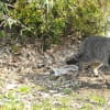 猫散歩写真集