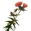 高原の花たち