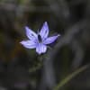 菅平の花｛紫千振｝