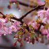 雨に咲く 河津桜
