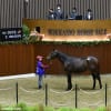 【オータムセール2021(Autumn Sale、10月19日分)】~結果レポート(最高額馬はGood Samaritan産駒)
