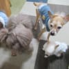20/03/21 犬の幼稚園BuddyDog