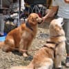 2014-07-25 本栖湖で水泳＆バーベキュー
