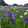 2014/06 梅雨の花菖蒲　～東村山 北山公園～