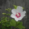夏場（盆）に咲く花と枝豆の収穫