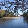 2017/04 桜散る大宮公園