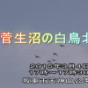 菅生沼の白鳥北へ帰る「北帰行」２０１５年３月