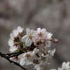 2011年　多摩川の桜