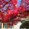 竹田城跡と園通寺。