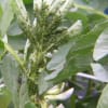 そら豆栽培2015年害虫発見 気まぐれ爺じの自己満足家庭菜園 写真 そら豆栽培2015年害虫発見 気まぐれ爺じの自己満足家庭菜園 写真