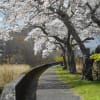 宮城野の桜～～♪