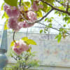 大阪造幣局通り抜け桜ツアー20130419