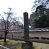 京都の醍醐寺、知恩院、円山公園の桜を満喫