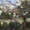 こぶしの花