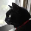 黒猫写真館