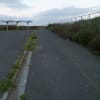 蕪島のウミネコH25.7.30（火）