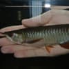 アジアアロワナの目垂れについて Aquarium The Shine 道なき道を行く アジアアロワナの目垂れについて Aquarium The Shine 道なき道を行く