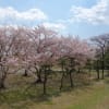 20200405 生田緑地散策１ ―名残りの桜１―
