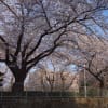 2019 名残りの桜