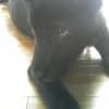 わんことの日々